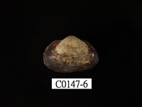 藏品(鳥蛤)的圖片